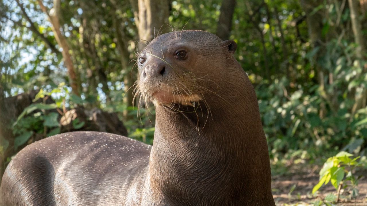 Un mamifer carnivor din America Latină, considerat dispărut timp de 38 de ani, a reapărut în habitatul său natural.