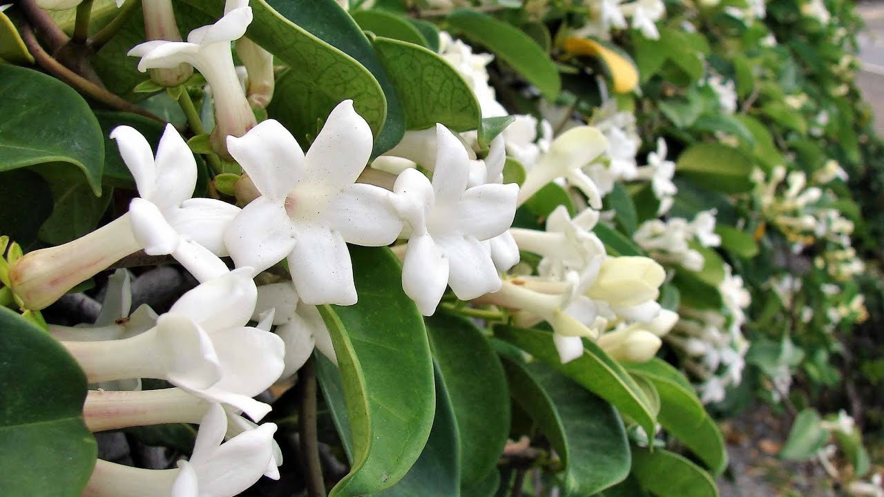 Care este cea mai parfumată floare care crește în ghiveci și cucerește orice balcon?