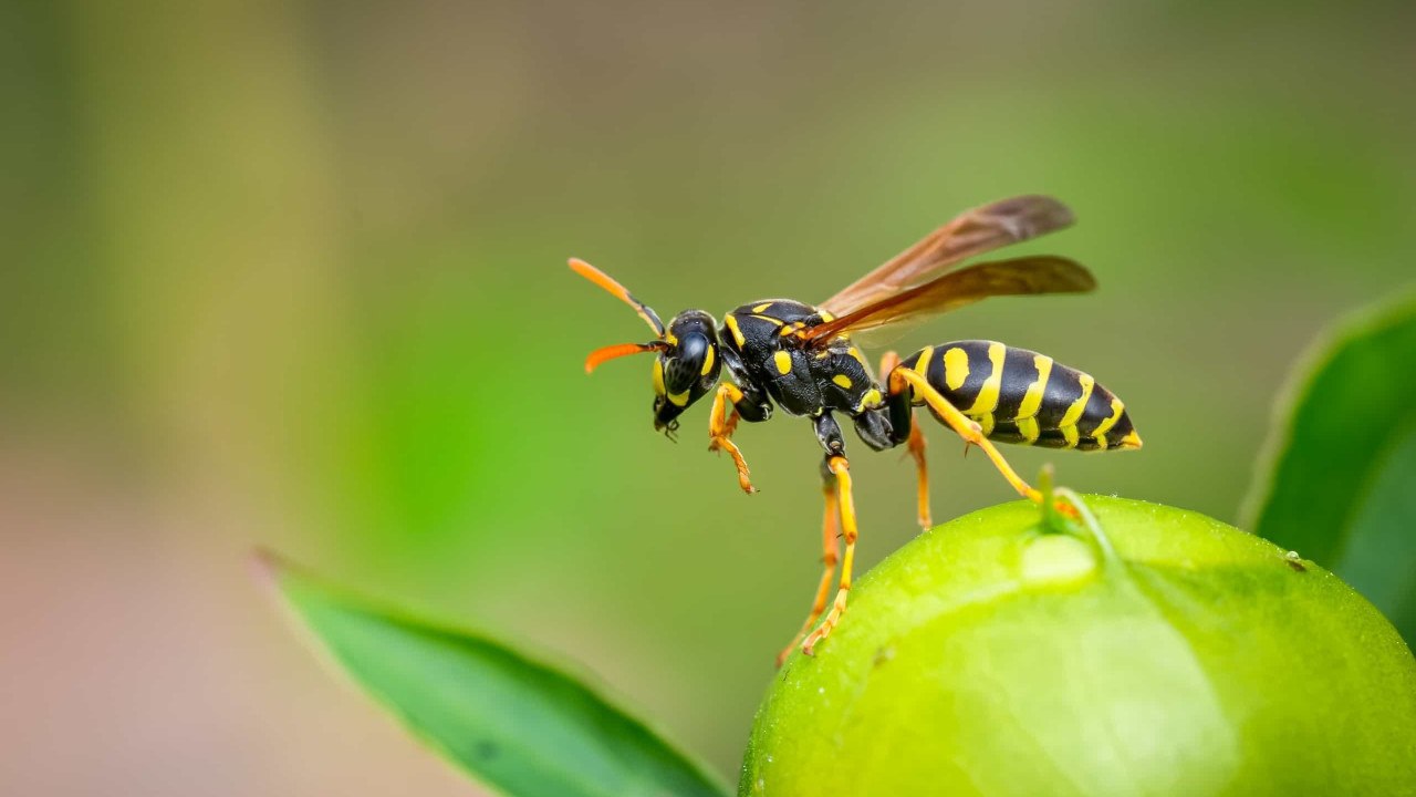 Ce înseamnă dacă grădina ta este plină de viespi?