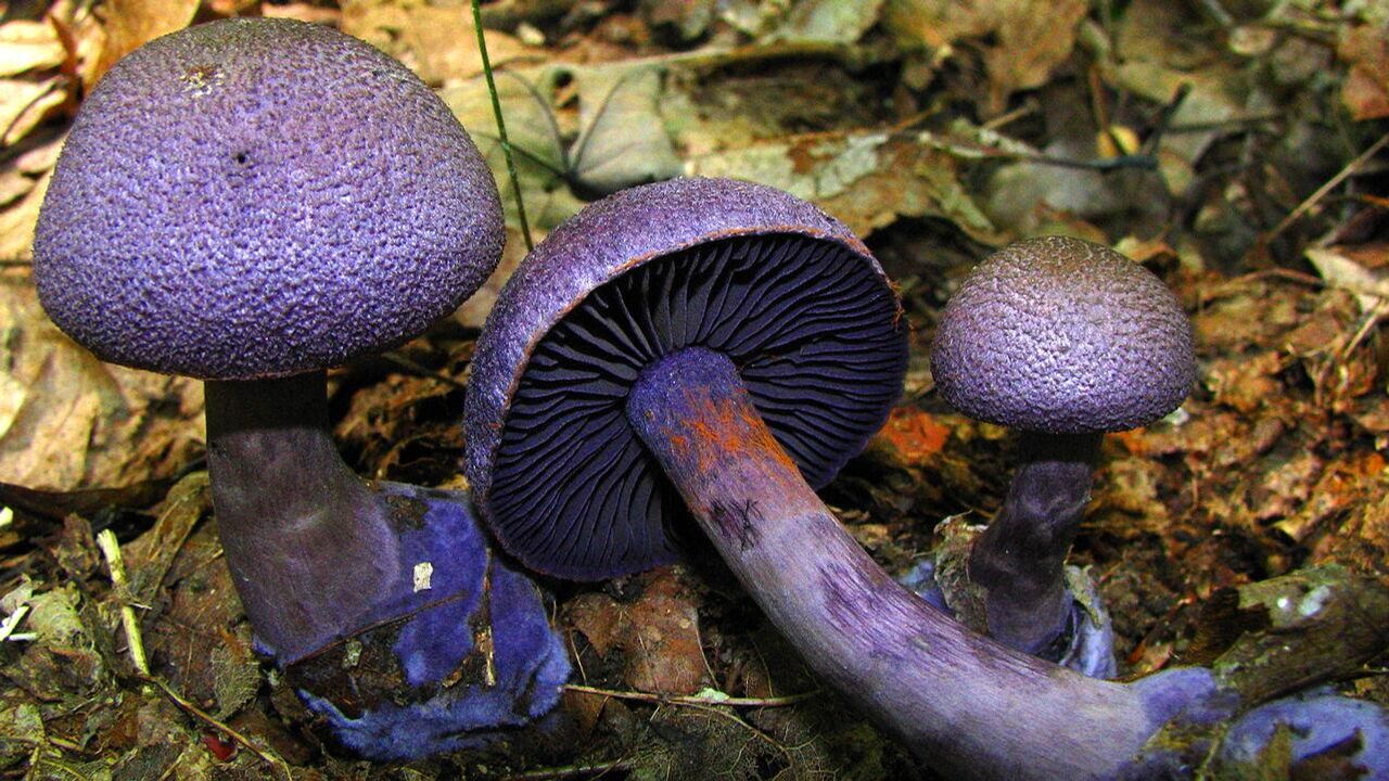 În Galicia au fost descoperite două specii de ciuperci necunoscute până acum.