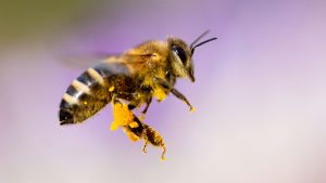 Sună ciudat, dar știința a confirmat acest lucru: conținutul intestinului albinelor demonstrează bunăstarea ecologică a orașului.