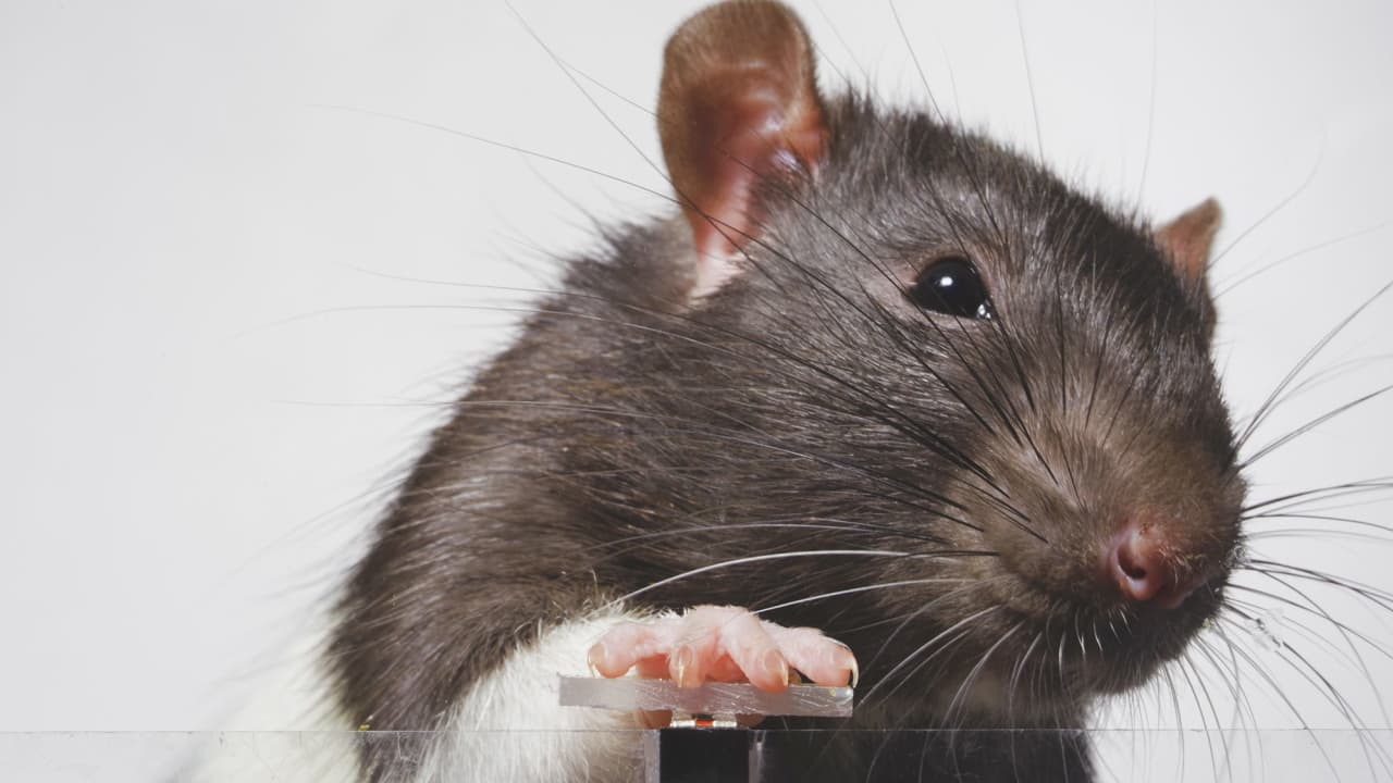 Cum ajută mustățile șobolanilor să se orienteze în întuneric?