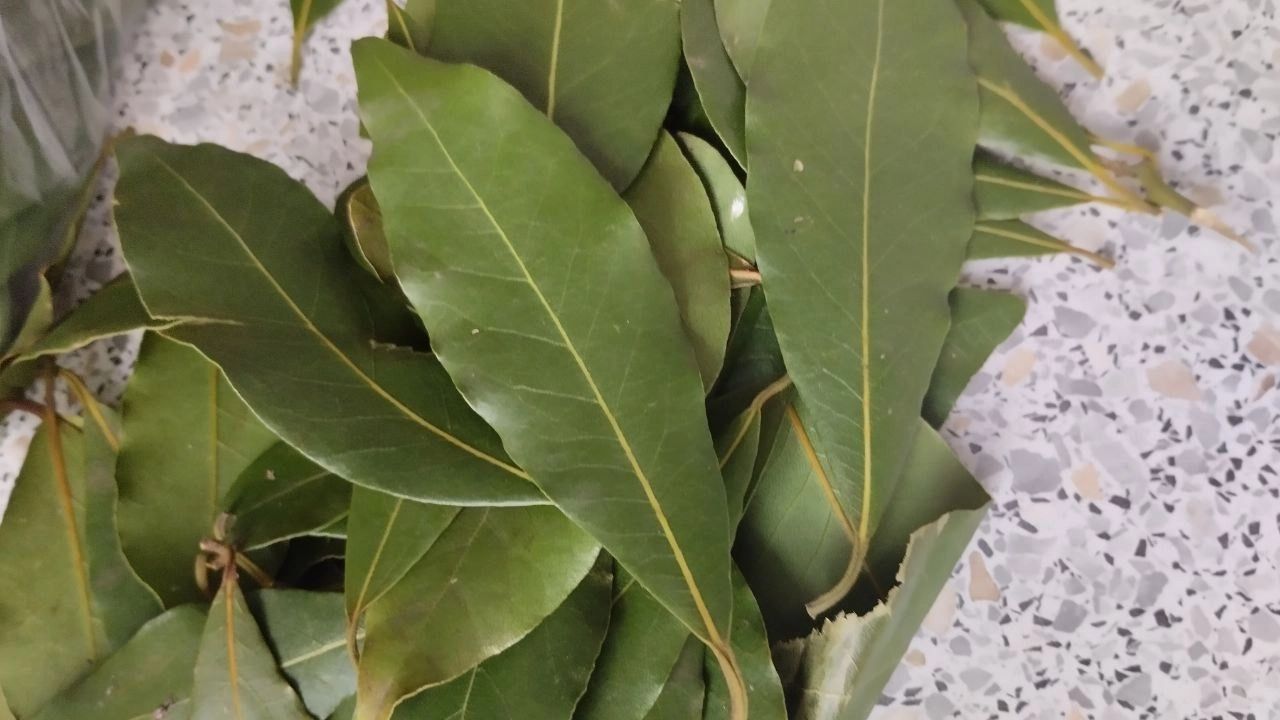 Amestecul de frunze de dafin și bicarbonat de sodiu: la ce este util și de ce este recomandat.