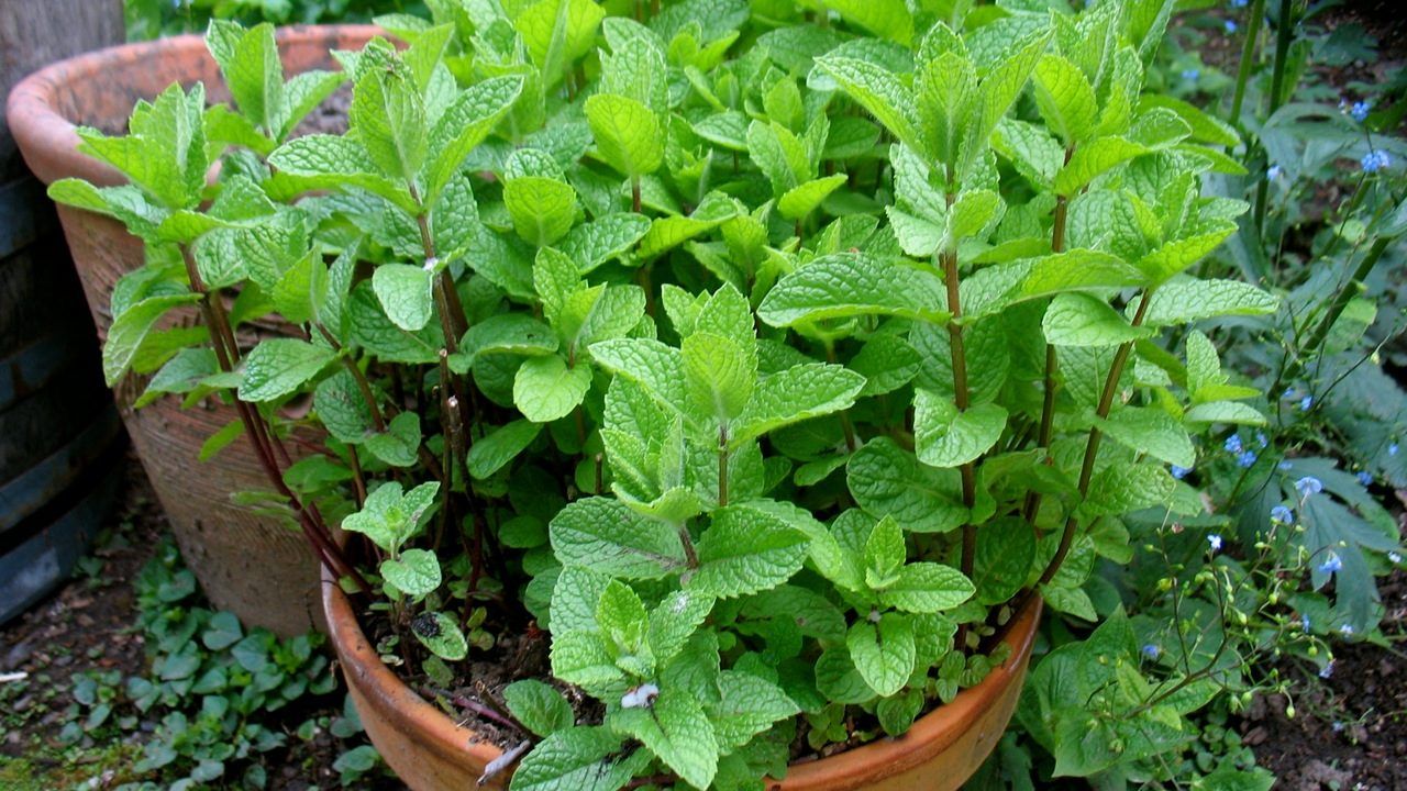 Tot ce trebuie să știți pentru a cultiva mentă acasă