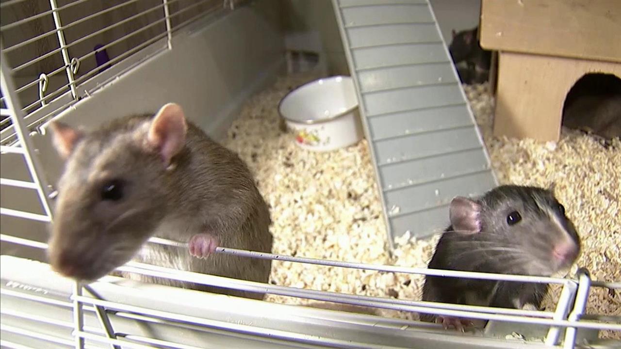 În tabăra pentru persoanele fără adăpost a fost declarată alertă sanitară din cauza unei boli transmise de șobolani.