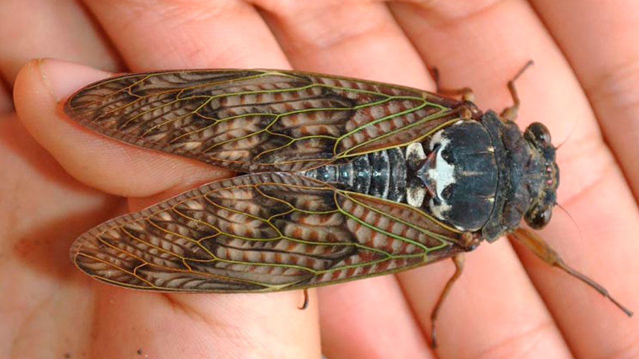 La prima vedere, este un insect obișnuit, dar oamenii de știință îi folosesc aripile ca sursă de inspirație pentru a crea cele mai moderne senzori.