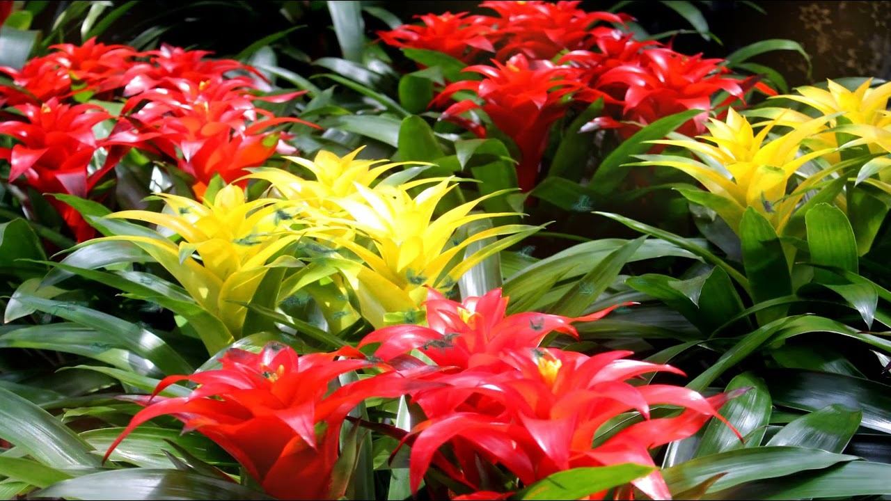 Astăzi, la Lidl a apărut o plantă care va adăuga culori vii în orice cameră și nu necesită îngrijire specială.