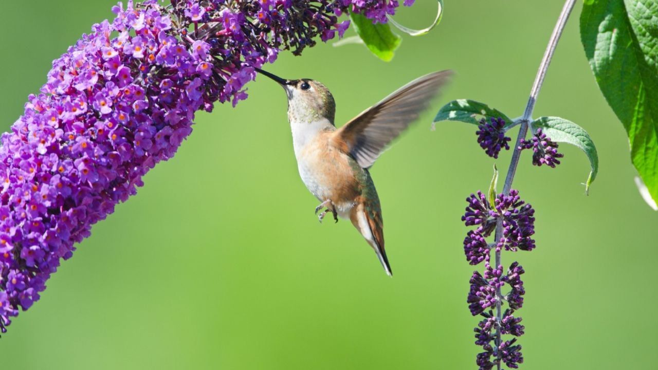 Cum să creezi o grădină care să atragă colibri și fluturi, folosind plante disponibile în pepinierele locale.