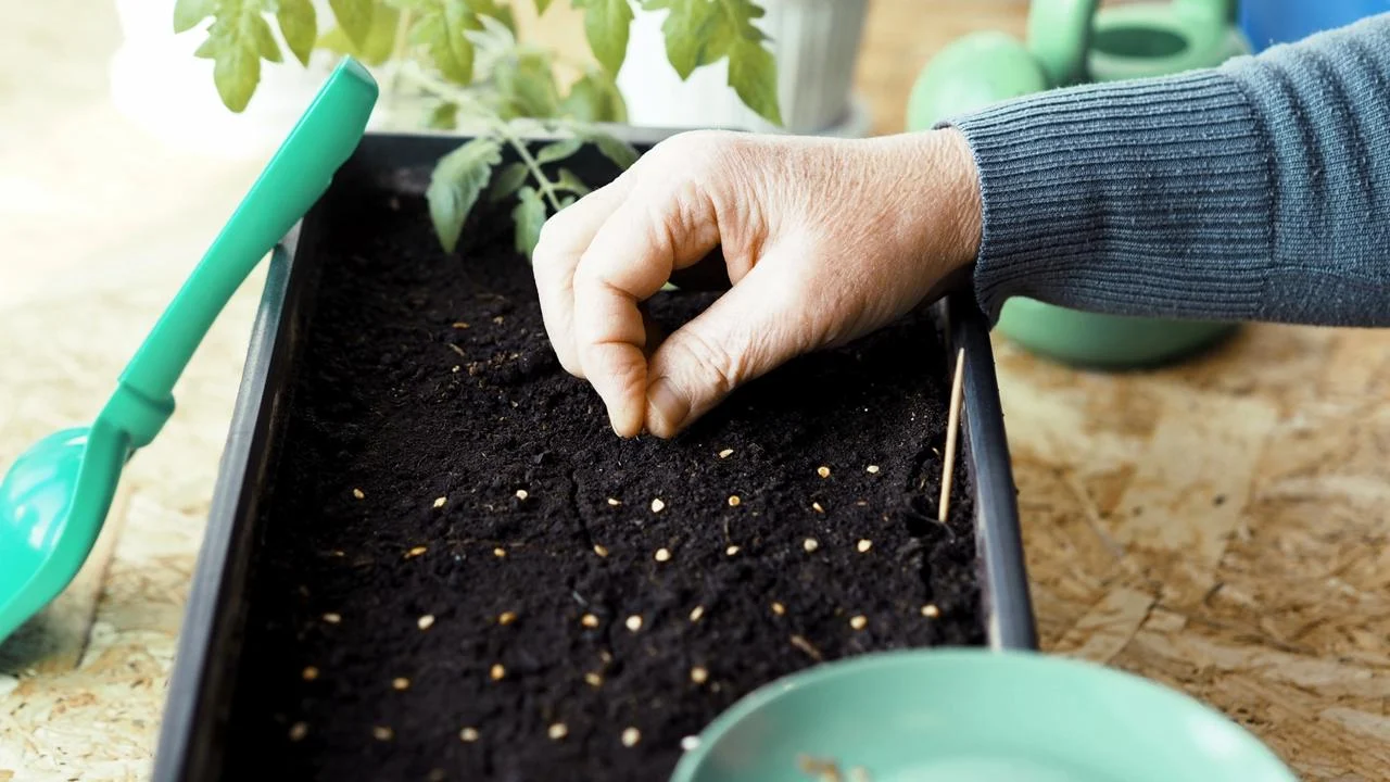 Ce semințe sunt ideale pentru plantarea în februarie, astfel încât să încolțească rapid și să nu necesite îngrijire?