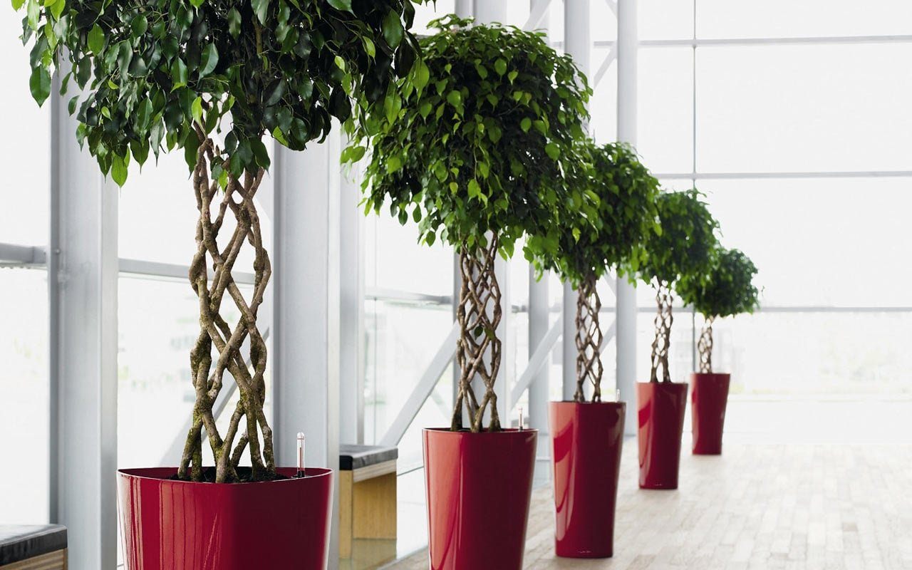 Nici zaț de cafea, nici coji de ouă: îngrășământul de casă, considerat „aurul verde”, vă va ajuta să vă revigorați plantele și să le stimulați creșterea.