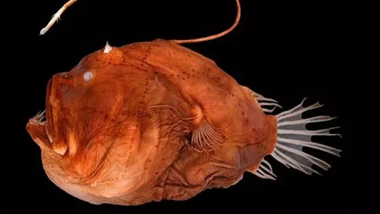 O porție din acest pește conține mai mult decât doza zilnică recomandată de vitamina B12: este un antioxidant și are un conținut scăzut de grăsimi.