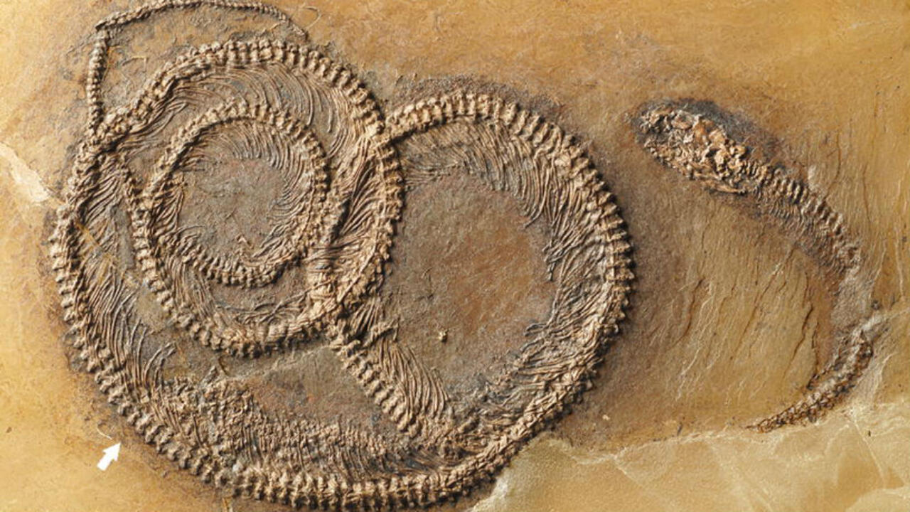 O fosilă veche de 56 de milioane de ani dovedește existența unor șerpi uriași, capabili să devoreze rechini.