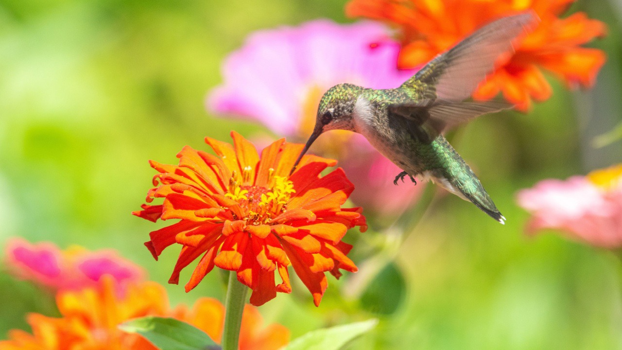 Cum să creezi o grădină care să atragă colibri și fluturi, folosind plante disponibile în pepinierele locale.