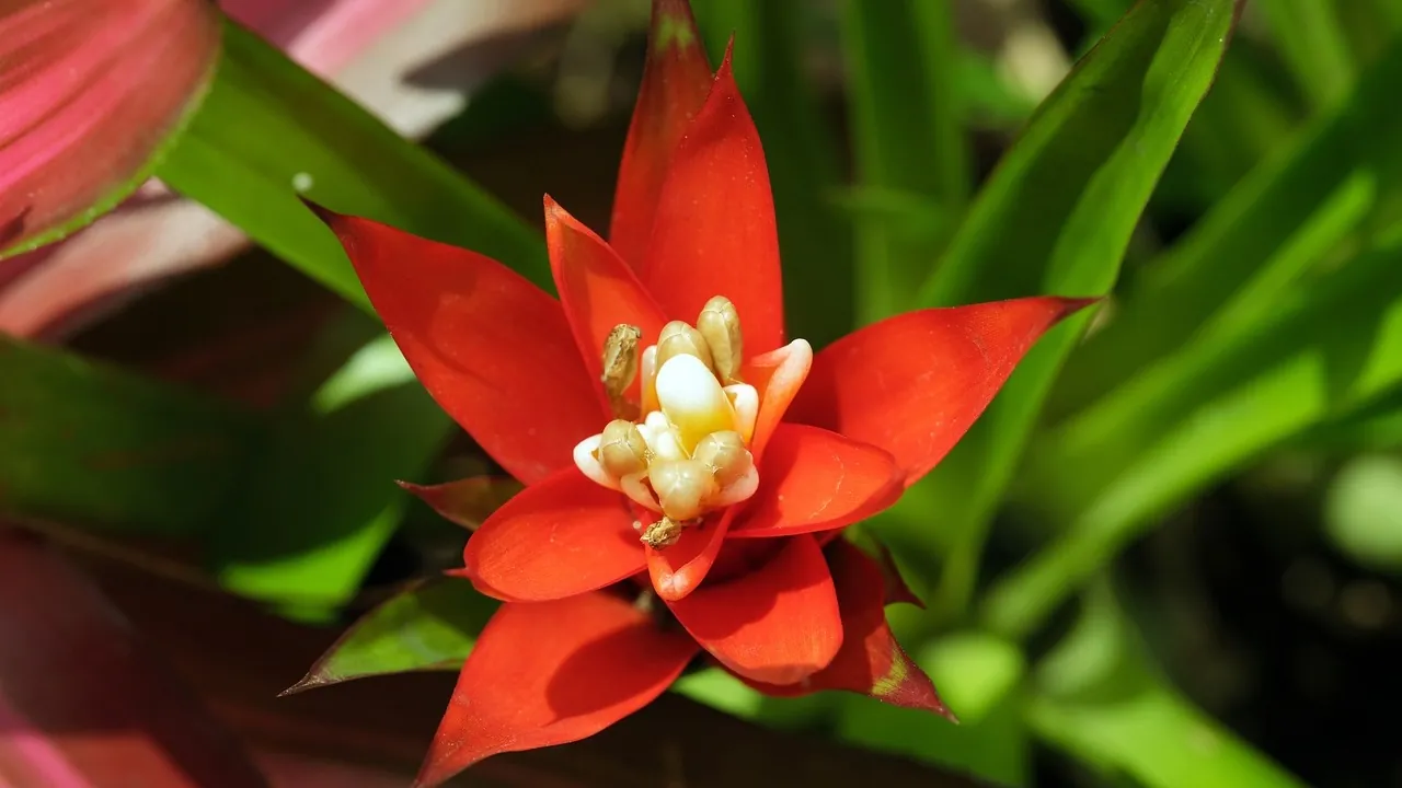 Astăzi, la Lidl a apărut o plantă care va adăuga culori vii în orice cameră și nu necesită îngrijire specială.