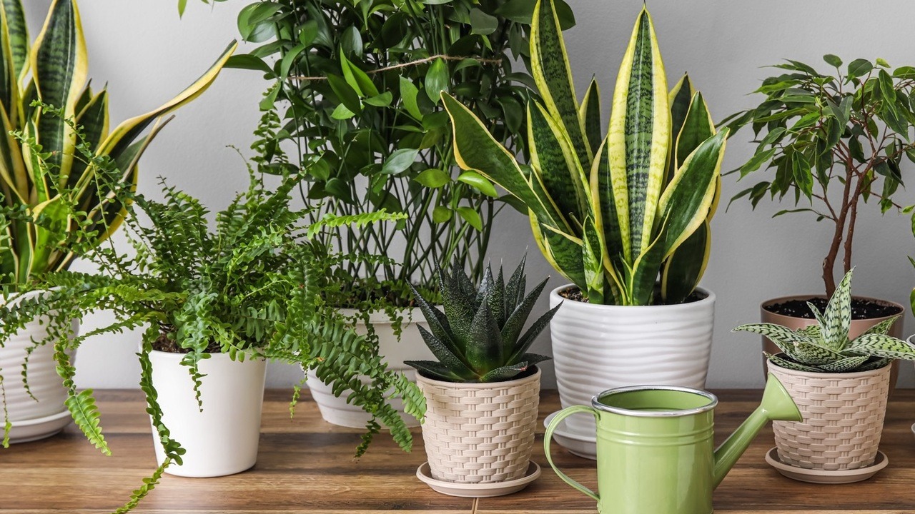 5 plante de interior care ajută la îmbunătățirea stării de spirit și la refacerea energiei în casa ta.