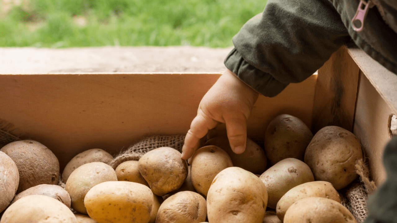 De ce merele trebuie păstrate în cămară lângă cartofi?