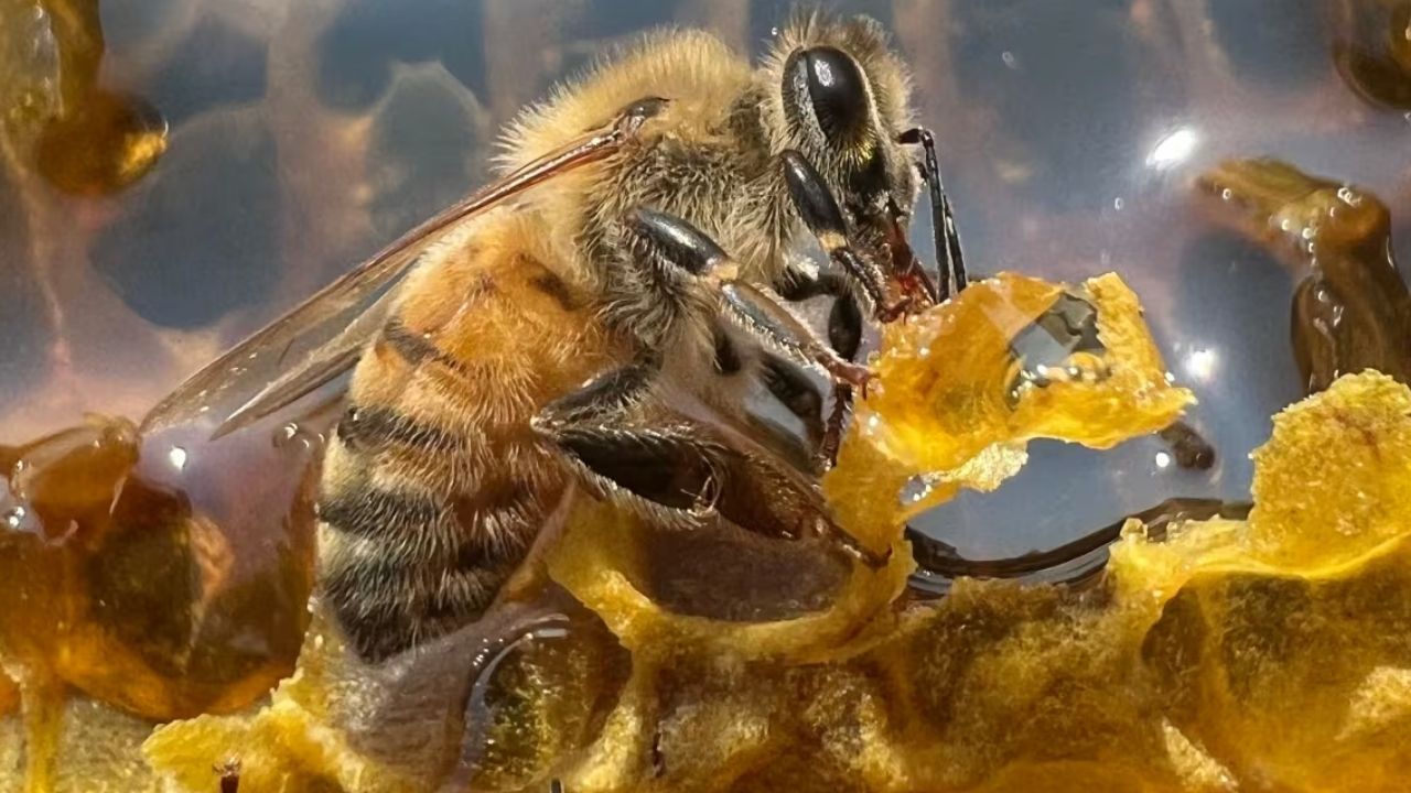 Speranță pentru apicultori: SUA au dezvoltat un antidot cheie împotriva epidemiei care distruge tot mai multe albine în întreaga lume.