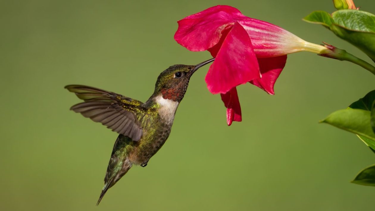 colibri