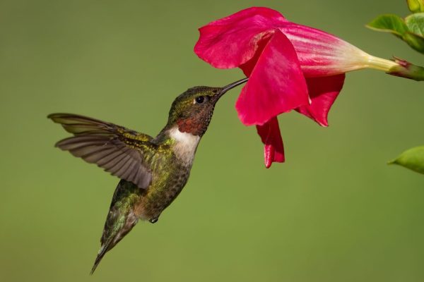 colibri