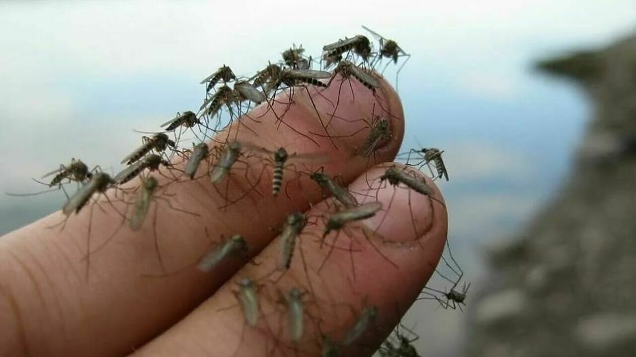 Pe măsură ce problema pierderii biodiversității se agravează, nevoia țânțarilor de sânge uman crește.