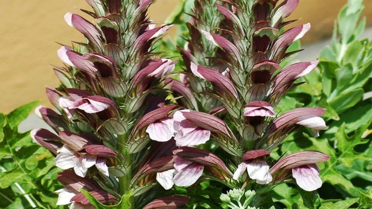 O plantă din junglă, care înflorește între pereții despărțitori și transformă orice coridor urban.