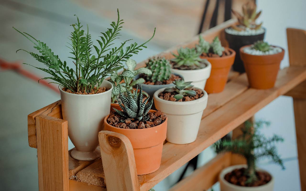 Nici zaț de cafea, nici coji de ouă: îngrășământul de casă, considerat „aurul verde”, vă va ajuta să vă revigorați plantele și să le stimulați creșterea.