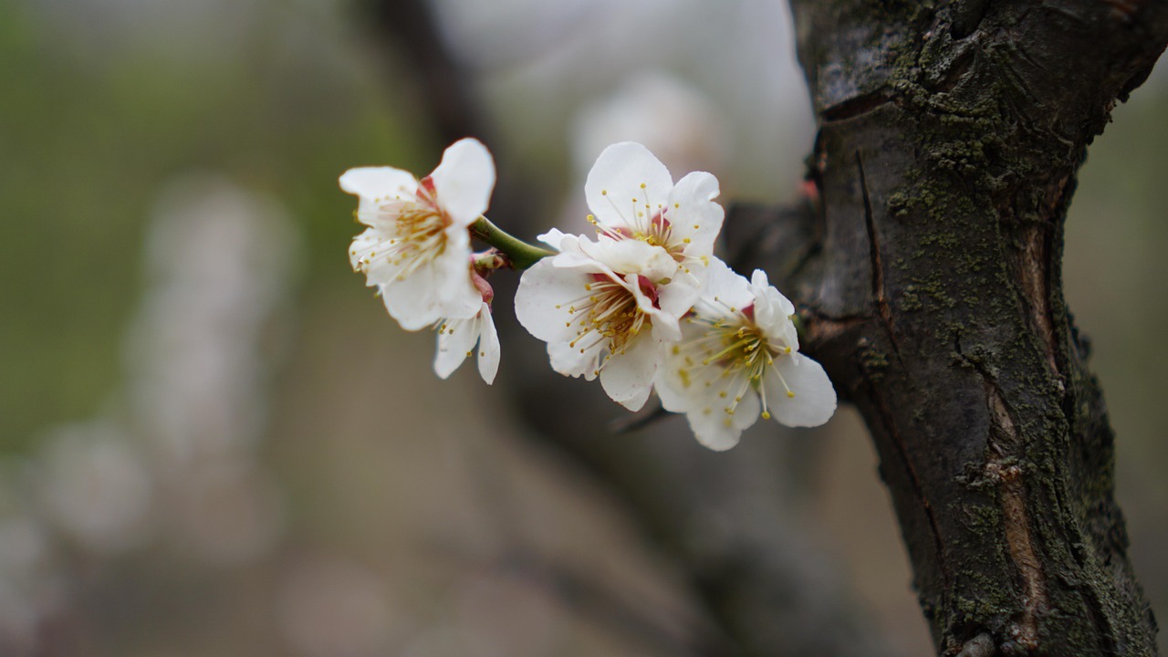 Acest copac este ideal pentru crearea unei garduri vii și atrage fluturii în grădină.
