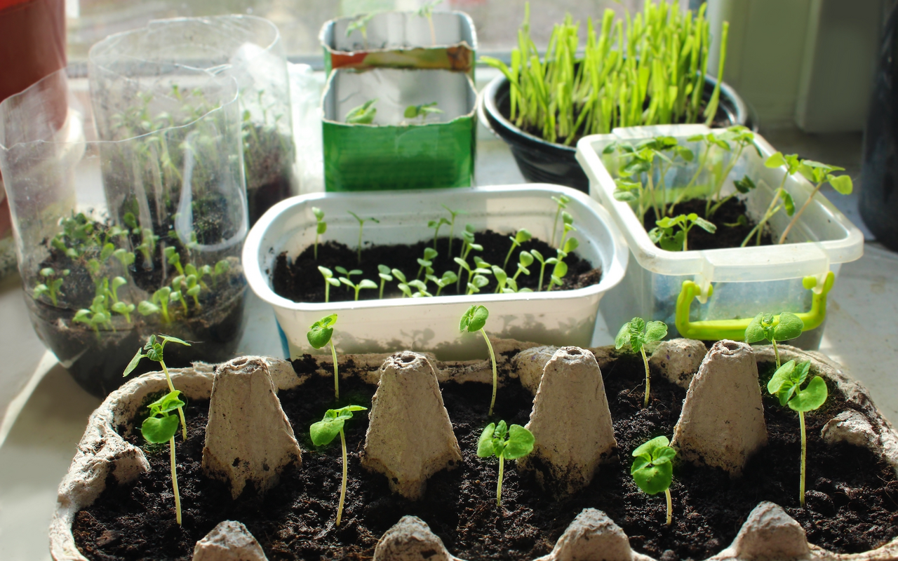 Ce semințe sunt ideale pentru plantarea în februarie, astfel încât să încolțească rapid și să nu necesite îngrijire?