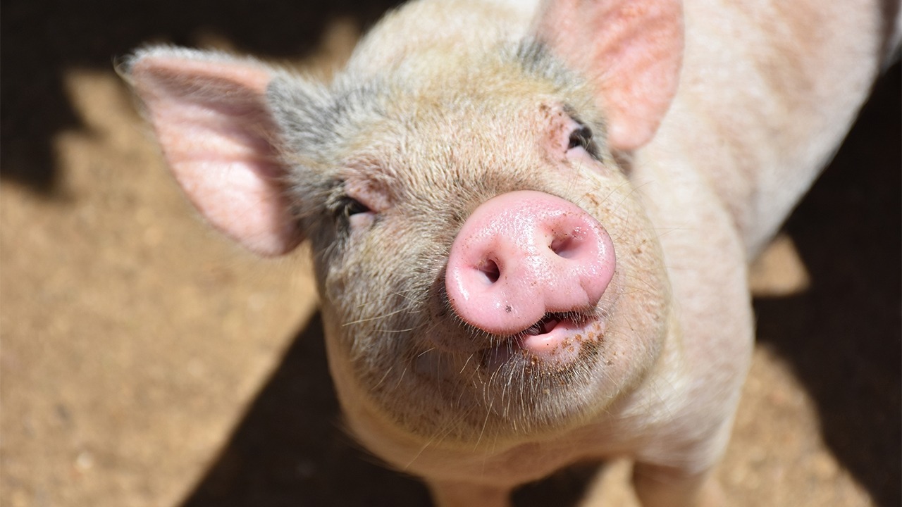 Descoperirea arheologică a mileniului: a fost găsită cea mai veche operă de artă din istoria omenirii.