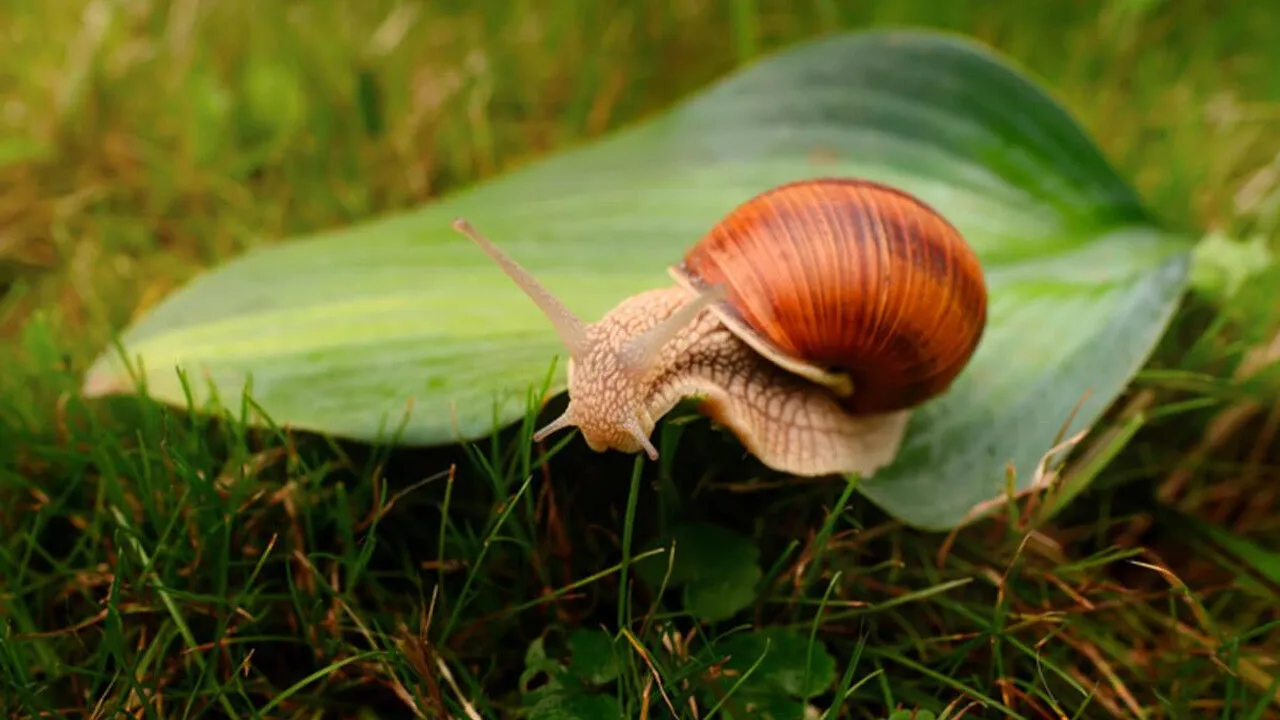 Zoologia mondială marchează o realizare fără precedent: melcul a fost reintrodus în sălbăticie după 30 de ani de dispariție.