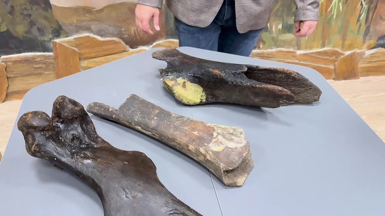 A fost descoperit un ciocan fabricat din os de elefant sau mamut, vechi de 500 000 de ani; acesta este cel mai vechi ciocan din Europa.