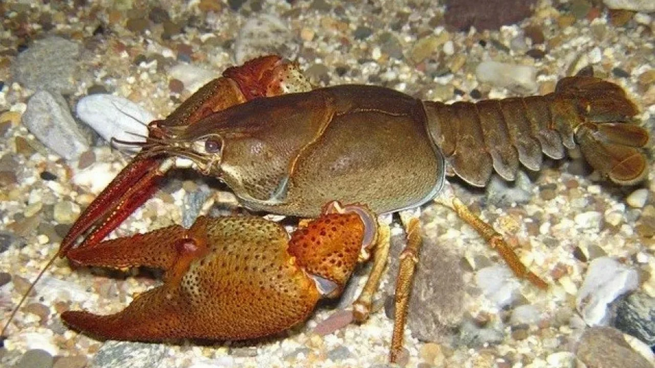 La prima vedere, acesta este un crustaceu obișnuit, dar, de fapt, este o specie invazivă în această țară, adusă de Filip al II-lea.