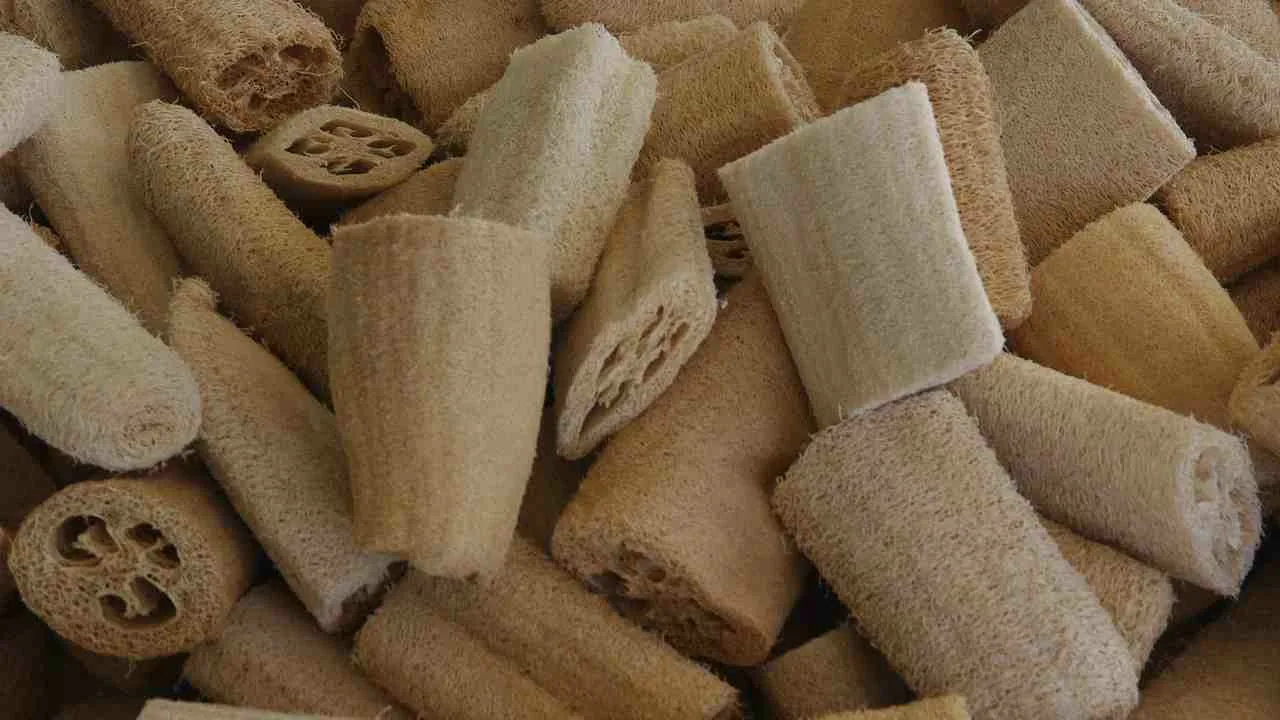 Nu este iederă, nici ficus cățărător: este o liană care crește în mai puțin de 6 luni și produce bureți naturali.