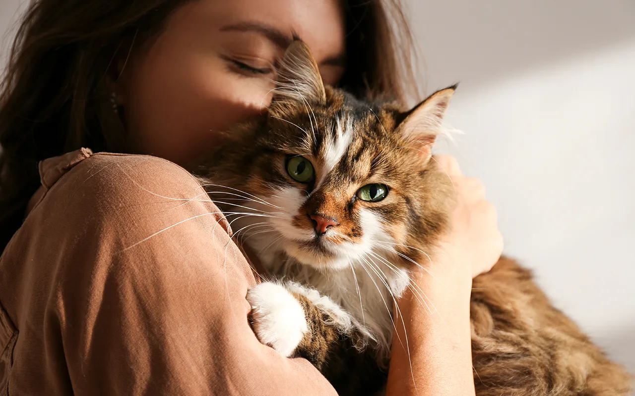 De ce pisicile se freacă de oameni: ce înseamnă acest lucru și când este un semn de avertizare.