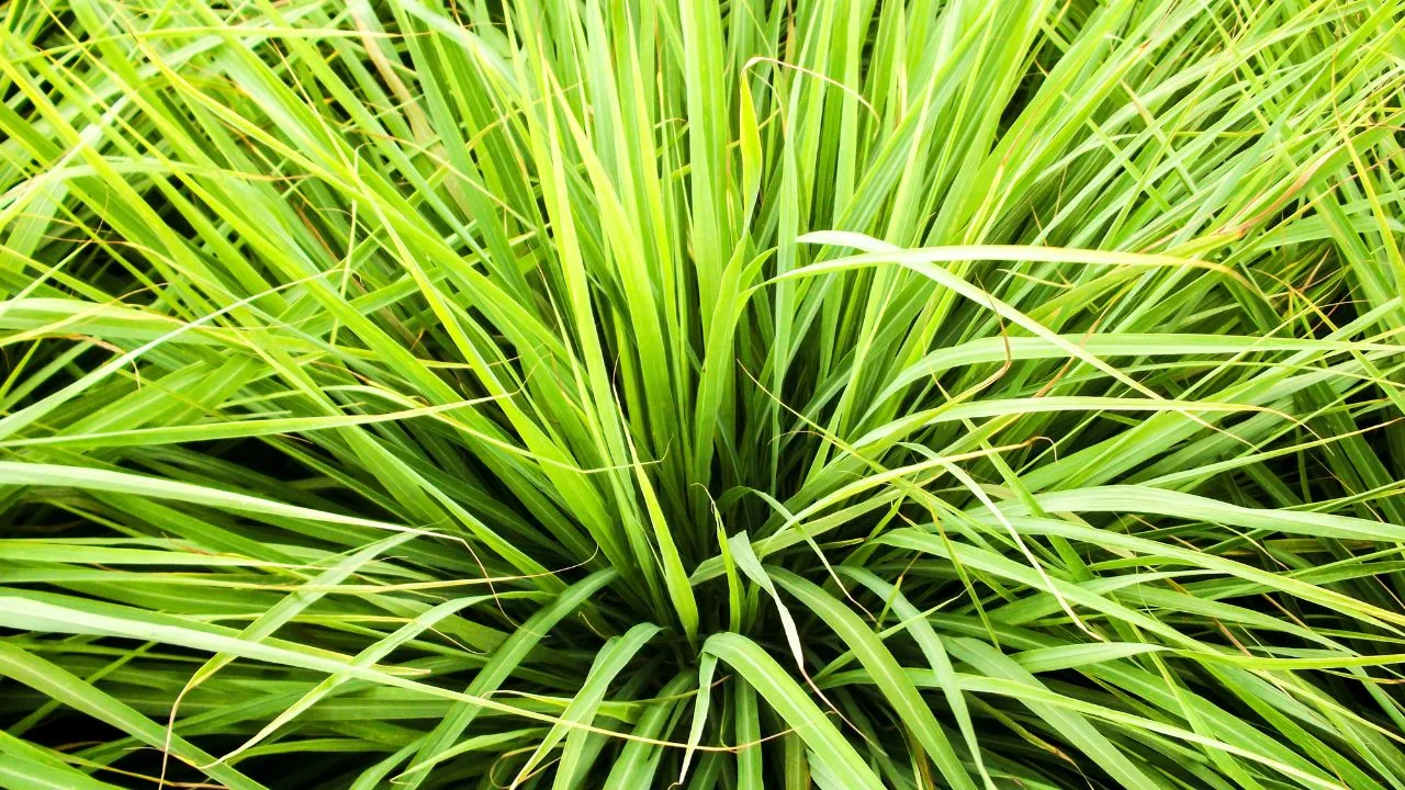 Planta care trebuie așezată pe pervazul ferestrei pentru a alunga țânțarii din casă.