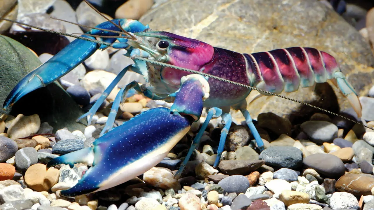 În aparență, seamănă cu un crab, dar se comportă ca un pește: deși nu este încă o epidemie în Europa, deja provoacă îngrijorare în rândul experților.