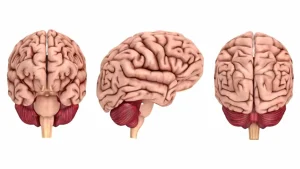 11 semnale ale creierului care nu trebuie ignorate pentru depistarea precoce a bolilor grave.