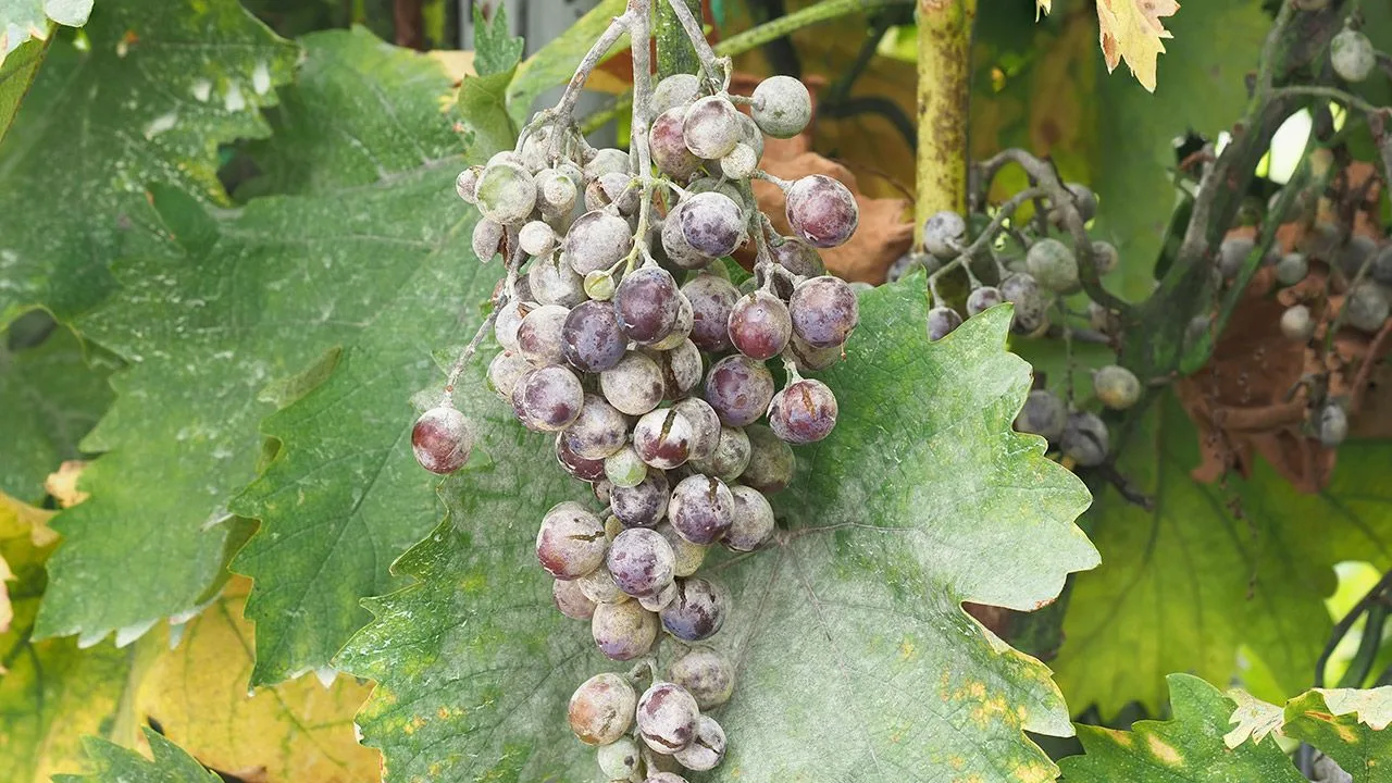 Dacă observați un praf alb pe struguri, vă vom explica ce înseamnă și de ce este benefic.