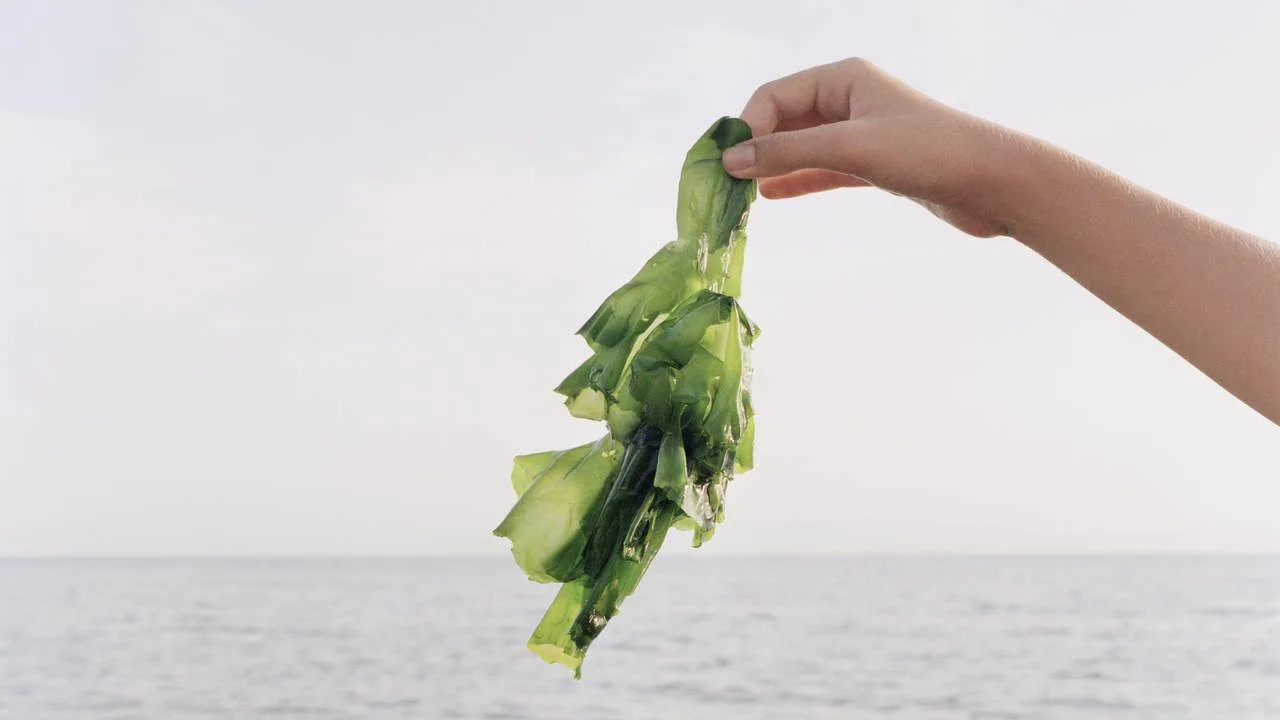 Oamenii de știință sunt indignați: la prima vedere, acestea sunt alge inofensive, dar ele perturbă ecosistemele fluviale.