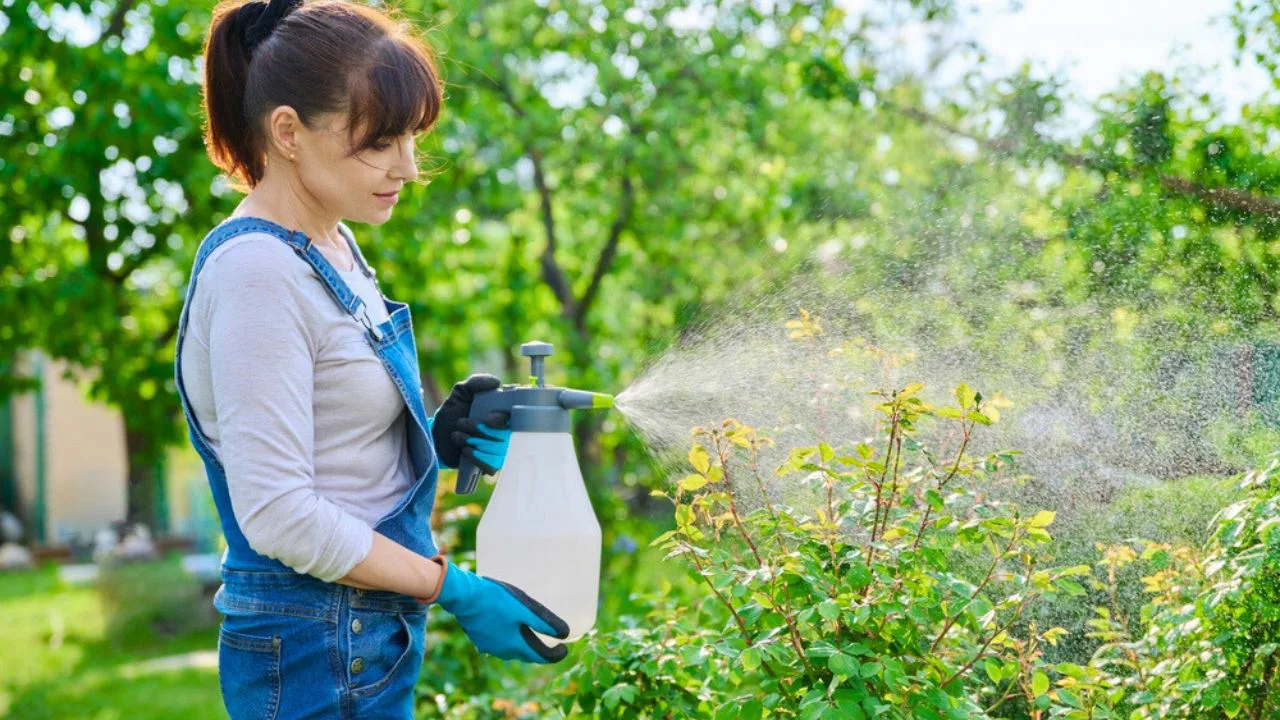 Stropirea plantelor cu apă și oțet: de ce este utilă și când este o greșeală.