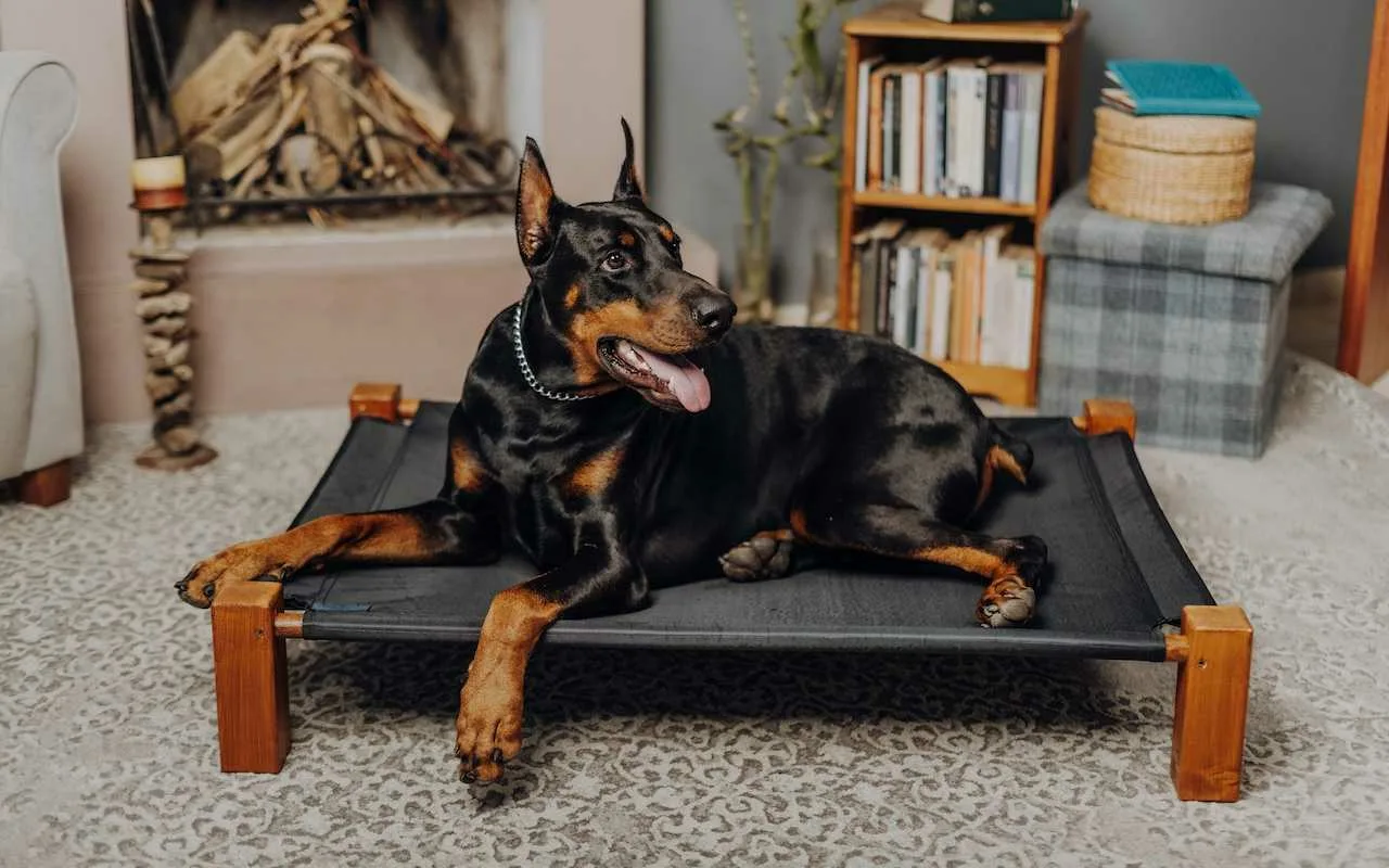 Puneți o sticlă înghețată pe patul câinelui: de ce este recomandat