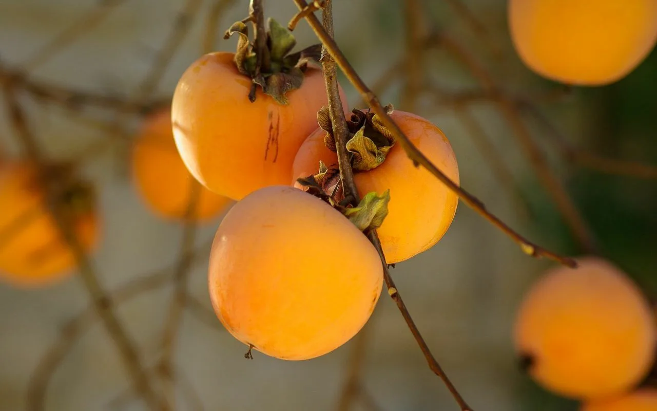 Acest fruct exotic este o adevărată bombă vitaminică. Este ideal pentru iarnă.