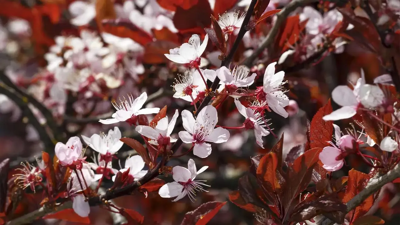 Acest copac este ideal pentru crearea unei garduri vii și atrage fluturii în grădină.