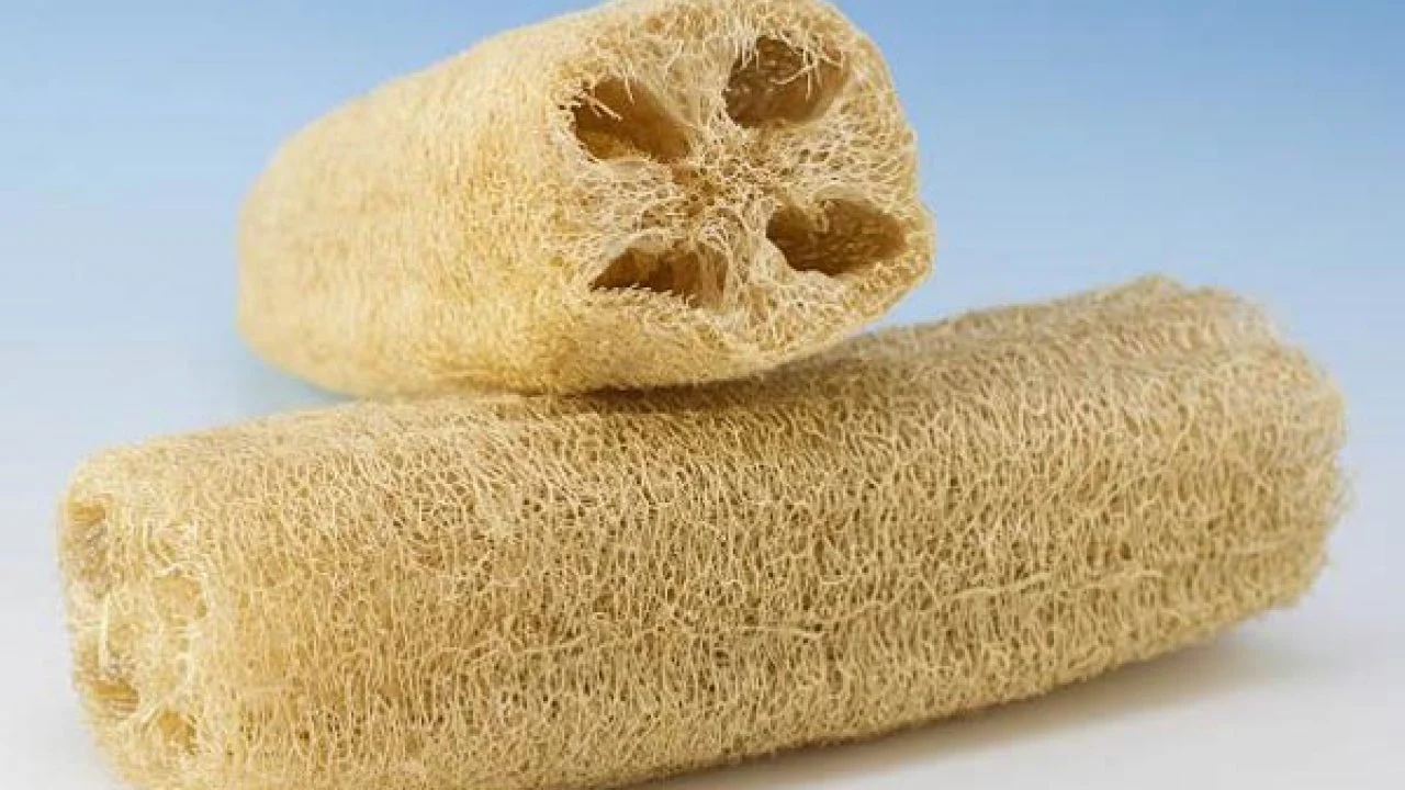 Nu este iederă, nici ficus cățărător: este o liană care crește în mai puțin de 6 luni și produce bureți naturali.