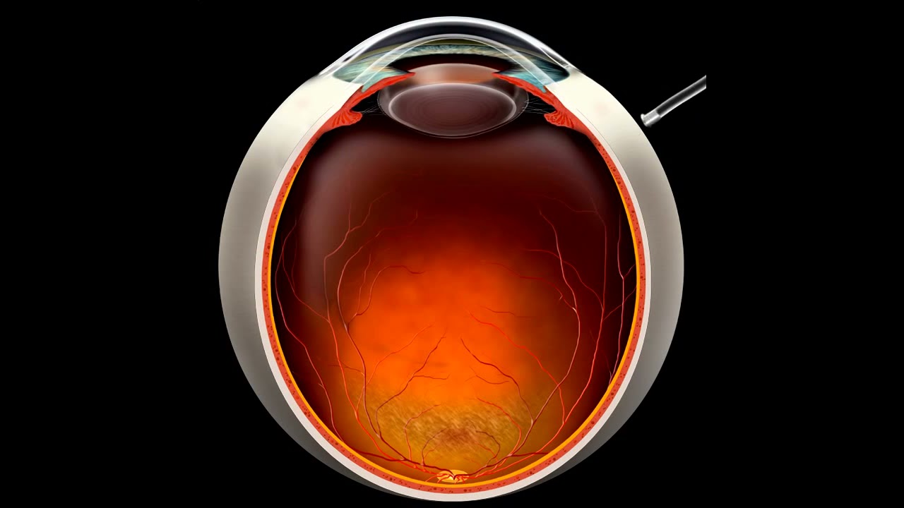 Oamenii de știință au descoperit că retina ochilor păsărilor poate supraviețui fără oxigen: de ce acest lucru poate inspira crearea de noi metode de tratament.