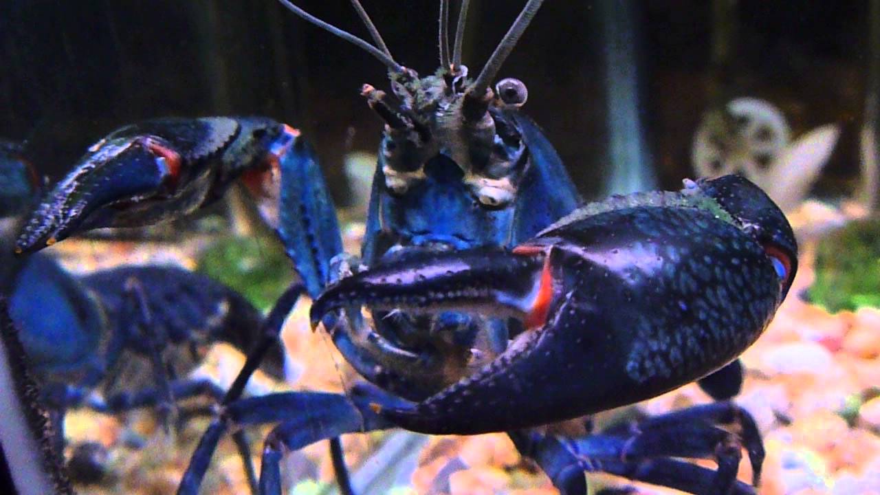 În aparență, seamănă cu un crab, dar se comportă ca un pește: deși nu este încă o epidemie în Europa, deja provoacă îngrijorare în rândul experților.