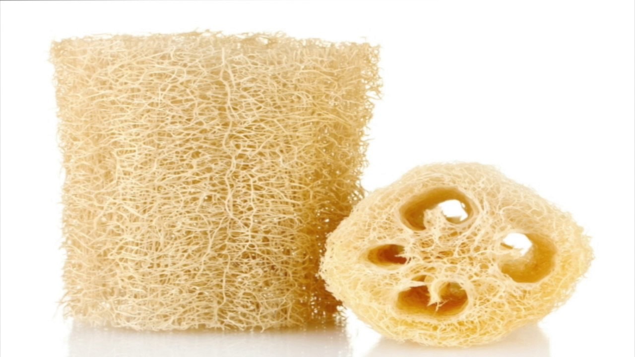 Nu este iederă, nici ficus cățărător: este o liană care crește în mai puțin de 6 luni și produce bureți naturali.