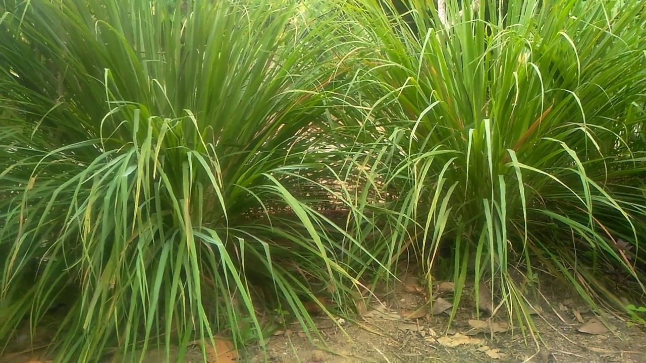 Planta care trebuie așezată pe pervazul ferestrei pentru a alunga țânțarii din casă.