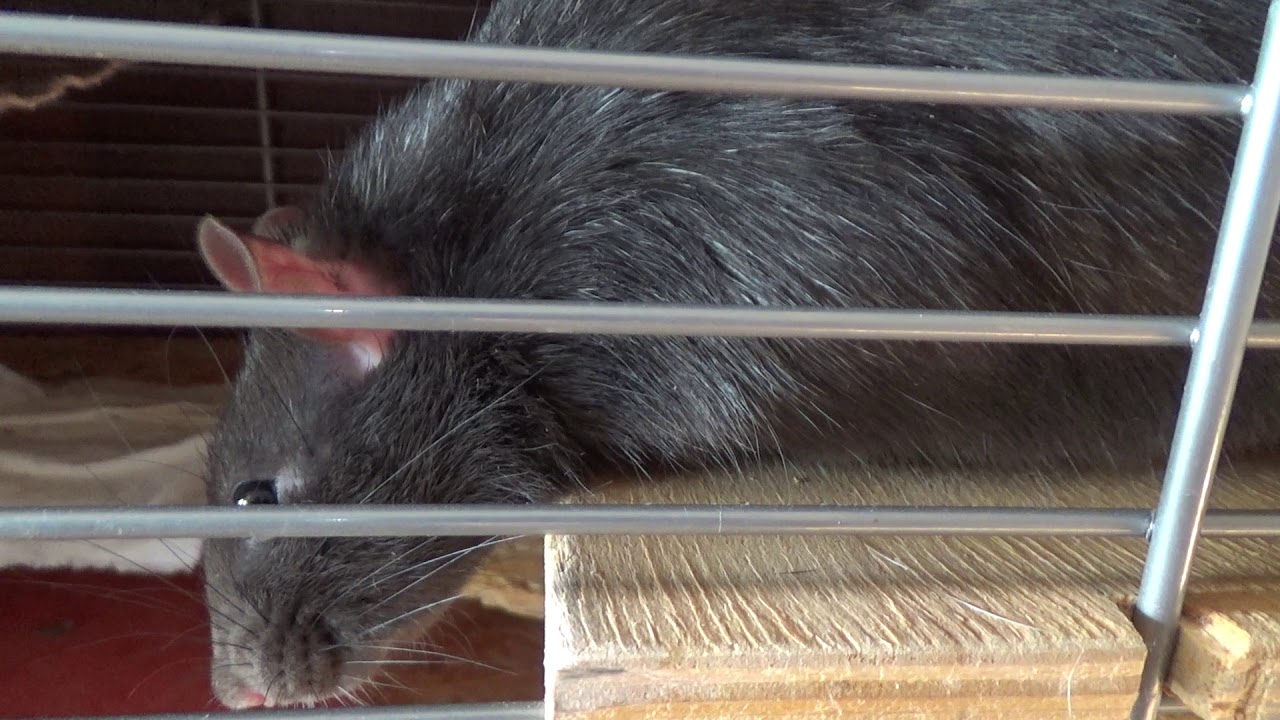 Cum ajută mustățile șobolanilor să se orienteze în întuneric?