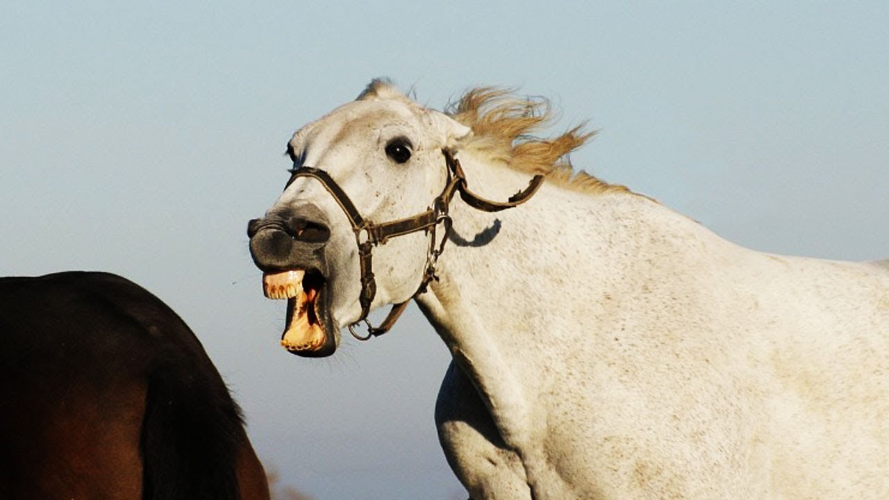 Caii „simt” frica umană: un studiu confirmă că semnalele chimice transmise de aceștia le provoacă anxietate.